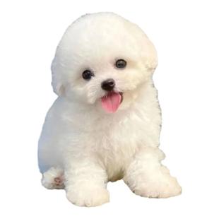 纯种比熊幼犬活体长不大宠物犬飞耳金毛韩系小体比熊狗茶杯犬狗舍