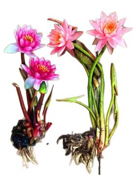 带花苞发货四季盆栽小睡莲