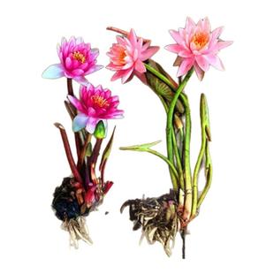 带花苞发货四季盆栽小睡莲水培植物室内外大睡莲根块鱼缸池塘莲花