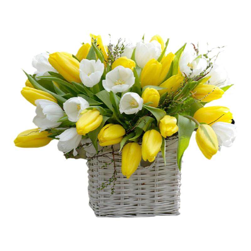 海蒂的花园旗舰店郁金香种球自然球花卉植物阳台花园球根花种