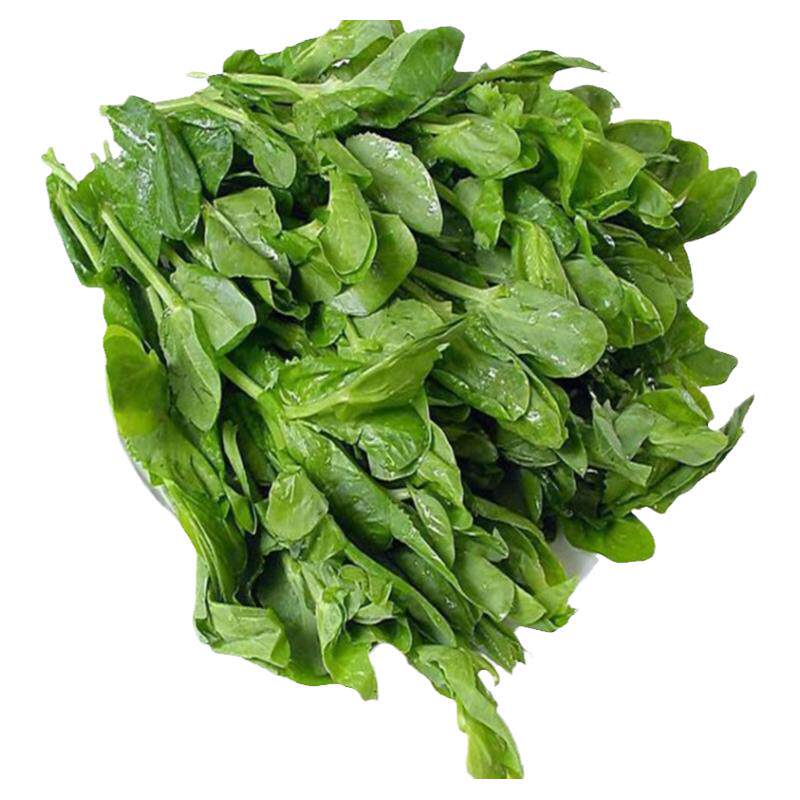 新鲜豌豆尖嫩豌豆苗龙须菜青蔬菜