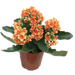 好养重瓣宫灯长寿花苗盆栽倒挂金钟灯笼多季花卉绿植室内好养开花