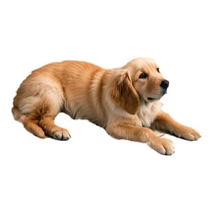 实木宠物客厅狗床木板防潮透气猫床榻榻米排骨架硬木板简约定制