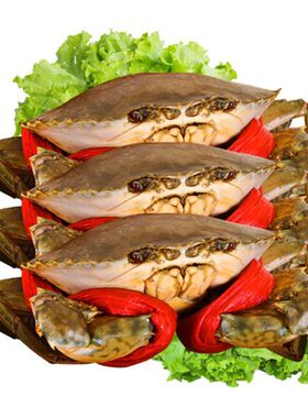潮汕野生青蟹鲜活红膏肉特大