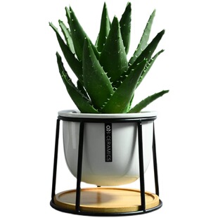 芦荟盆栽不夜城多肉植物耐旱好养室内客厅防辐射净化空气阳台花卉