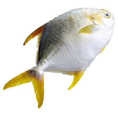 鲜活野生水产包邮金昌鱼