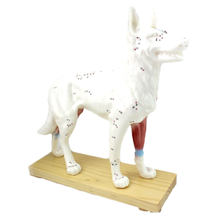 ENOVO颐诺狗针灸模型动物解剖模型宠物模型犬针灸腧穴模型犬针灸穴位定穴方法治疗配穴兽医医学教学教具标本