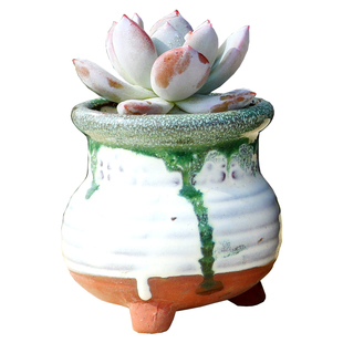 多肉植物大颗好养精品组合室内盆栽带陶瓷盆套餐含盆送土肉肉植物