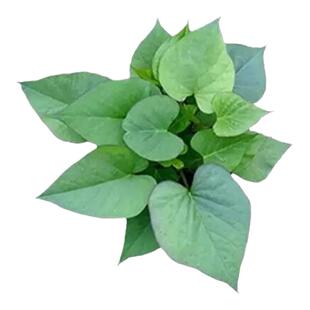 西瓜红蜜薯苗种红薯种苗番薯叶苗地瓜苗秧烟薯糖心红著紫薯秧苗25