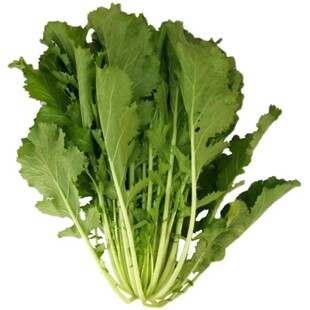 雪里蕻种子细叶雪里红菜种籽四季酸菜咸菜腌菜雪菜青菜蔬菜种子籽