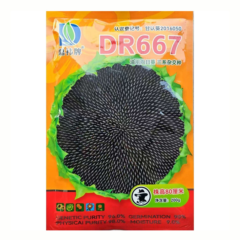DR667油用向日葵种子葵花籽