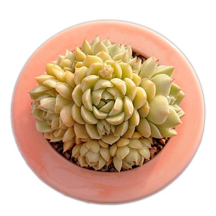 【一物一拍】苯巴蒂斯群生果冻色多肉植物阳台小盆栽绿植满28包邮