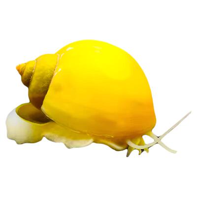 观赏螺黄金苹果黑金刚白玉斑马除藻工具清洁吃藻清缸淡水鱼缸蜗牛