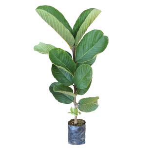 番石榴红心芭乐果树果苗台湾四季结果珍珠白南方带土活苗种植庭院