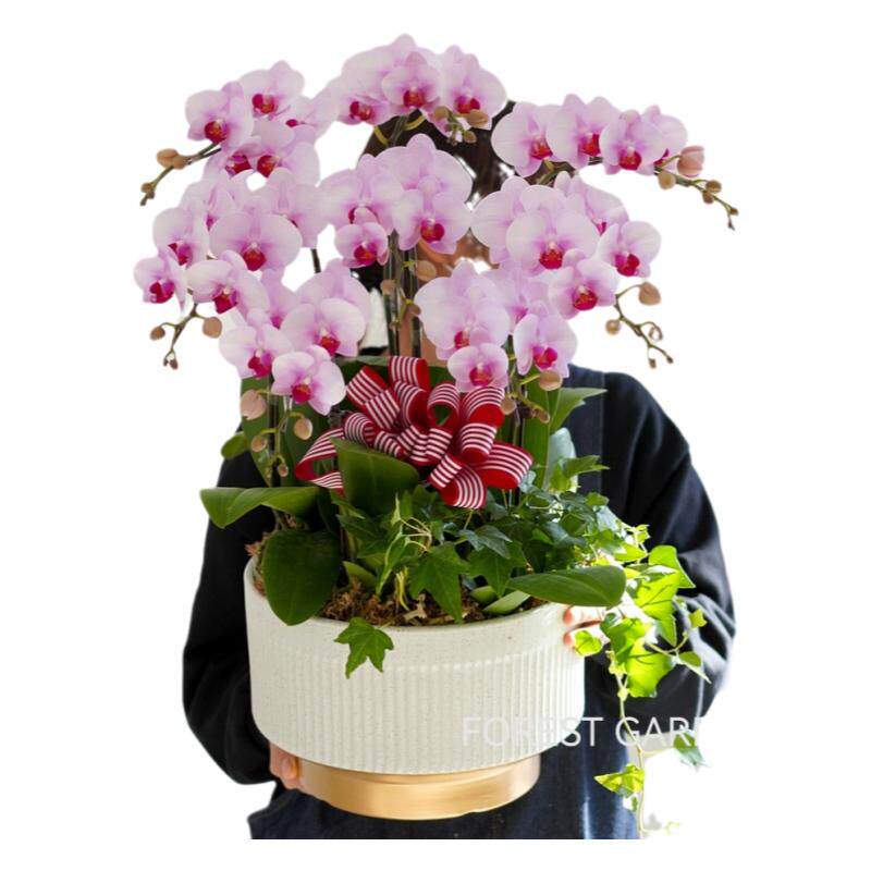上海蝴蝶兰四季客厅前台开业乔迁