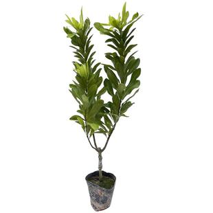 杨梅树树苗嫁接王子安海东魁大果杨梅早熟黑炭特大结果杨梅苗带土