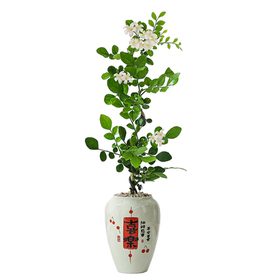 七里香盆栽室内桌面情绪稳定植物