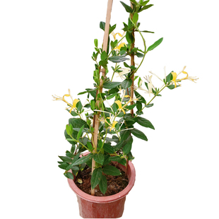 金银花树苗爬藤植物可食用的药用忍冬藤花苗浓香型红色鸳鸯藤盆栽