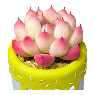 吉娃娃多肉植物组合盆栽绿植花卉小盆景办公室内冷门高端稀有品种