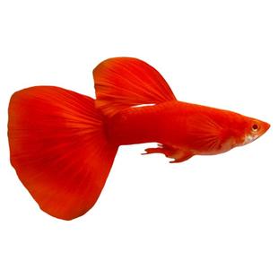 孔雀鱼凤尾淡水易繁殖耐活体好养纯种灯科小型热带胎生观赏金鱼苗