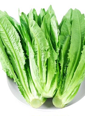 油麦菜种子大叶耐热四季农家阳台盆栽油麦苦菜大颗青菜蔬菜种籽S