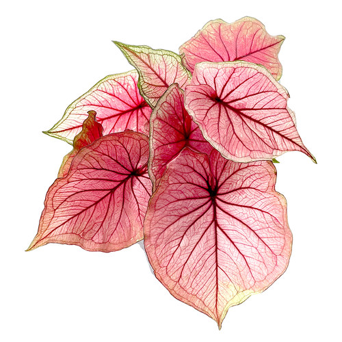 国产彩叶芋盆栽合集粉飞泰国美人白色恋人米兰甜心如烟海王植迷者