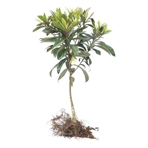 四川无核枇杷苗大五星无核砂糖枇杷苗嫁接苗盆地栽特大南北方种植