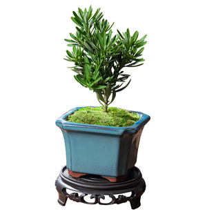 菊花芯罗汉松盆景办公室内好养绿植桌面茶盘禅意迷你小盆栽四季花