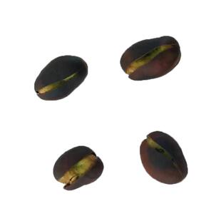 2斤装包邮农家零食特产保山炒货2025年新豆开口炭火烧黑皮绿蚕豆