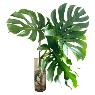 龟背竹盆栽观音竹水培带根室内好养活绿植客厅办公室植物四季常青