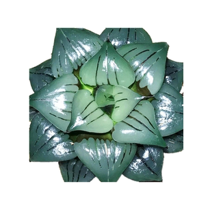 玉露植物冰灯多肉植物精品玉露锦组合套餐趣味盆栽十二卷属万象寿