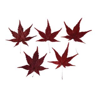 枫叶叶片秋季蛋糕装饰插件真树叶贴画干花压花书签植物标本红树叶