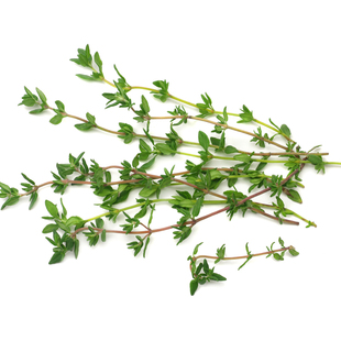 新鲜百里香100g 西餐牛排烘焙烧烤调料配菜泰餐香料麝香草山胡椒