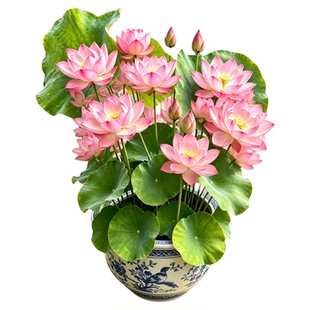 荷花盆栽水养带花苞观赏成品苗重瓣水培绿植花卉碗莲睡莲鱼缸造景