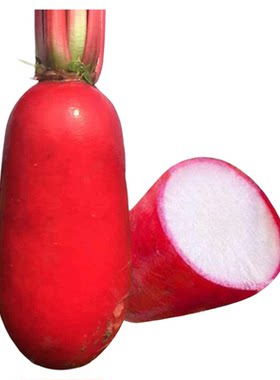 蔬菜红冠紫色四季阳台盆栽水萝卜