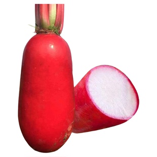 生吃水萝卜种子红皮水果萝卜种籽蔬菜种孑菜种籽秋季水萝卜甜脆型