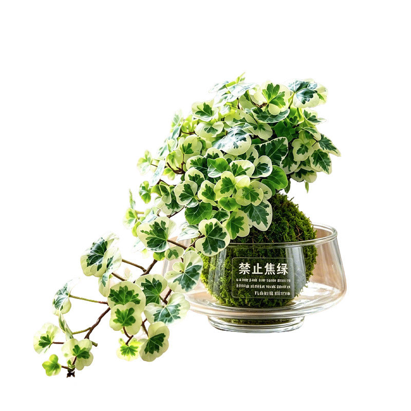 雪莹常春藤苔藓球盆栽水培绿植物稀有吊兰室内外阳台常青藤爬藤快