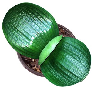 长春臻品君子兰小苗翡翠青龙圆头珍珠球拍蜡膜油匠钢板坑纹绿植