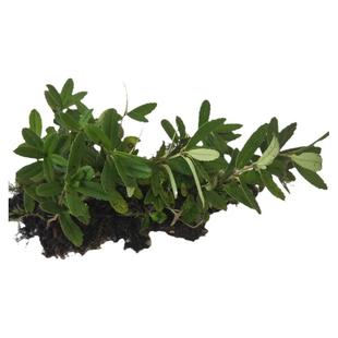 高山中药材现采生鲜吊石苣苔瓜子菜岩泽兰岩豇豆石吊兰巴岩草500g