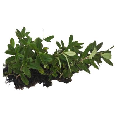 生鲜现采贵州吊石苣苔巴岩草