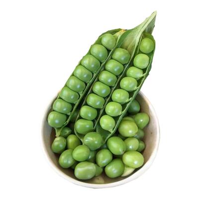 甜脆豌豆种籽四季紫玉豌豆