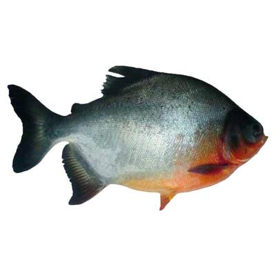 优质鱼苗热带鱼好养红鲳鱼鲳鱼苗