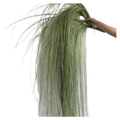 拉丝水蜡叶水烛叶丝干花香蒲叶风干花束垂挂大型造景真花装饰花材