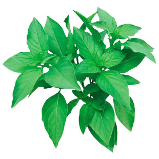 河南特产大叶荆芥菜种籽菜苗孑夏季荆芥种子苗秧菜籽带根荆棘菜种