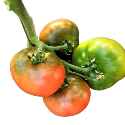 东北铁皮草莓柿子自然熟西红柿