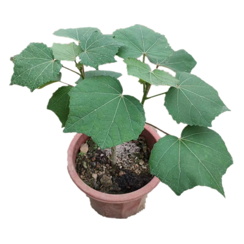 三变色芙蓉花树苗盆栽带土发货