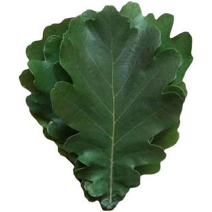 柞树种子蒙古栎树橡树种子种苗南北方家庭园艺绿植盆栽观赏易活