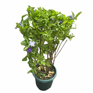 双色茉莉花盆栽非洲鸳鸯茉莉花苗树浓香多季开花虎头茉莉绿植好养