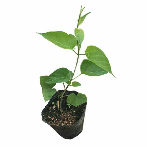 食用夜香花千里香夜兰花阳台楼顶爬藤植物   广西南宁基地直发