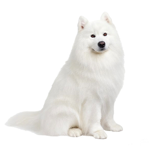 萨摩耶鉴定估价品相宠物鉴别狗品种熊版萨摩耶鉴定品相估价萨摩耶